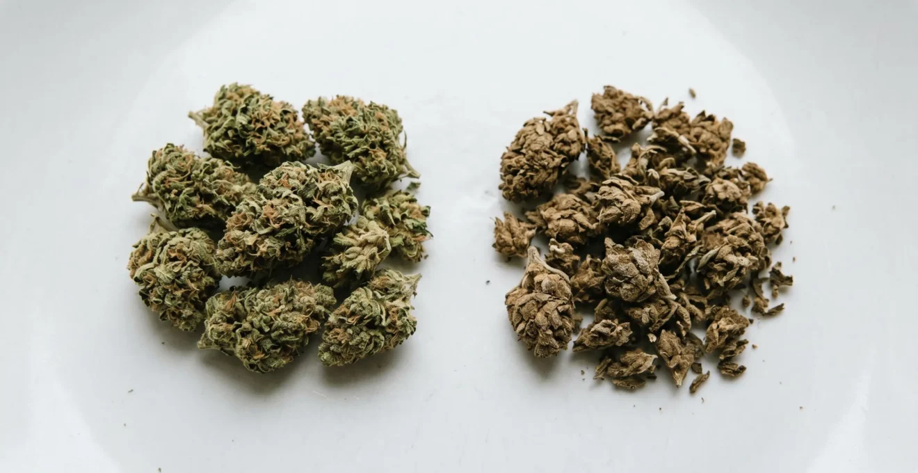 Deux petits tas de fleurs de CBD côte à côte sur fond blanc : à gauche des fleurs fraîches vertes avec trichomes visibles, à droite des fleurs dégradées brunes et cassantes